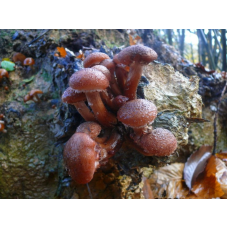 Мицелий Опенка темного / Опенок грунтовой (Armillaria ostoyae)